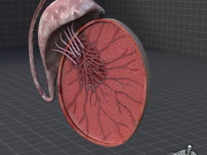 male testis 3D Model