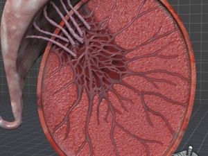 male testis Modelo 3D