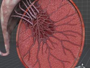 male testis 3D Model