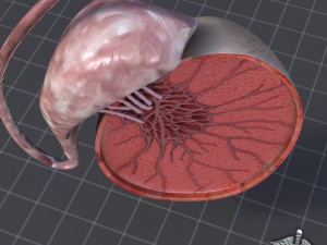 male testis Modelo 3D