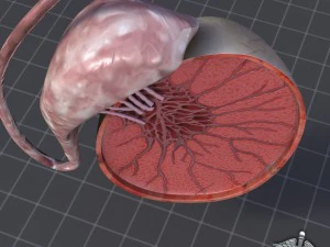 male testis 3D Model