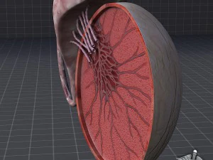 male testis 3D Model
