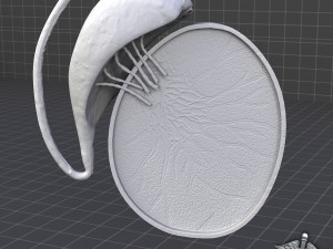 male testis Modelo 3D