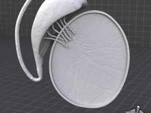 male testis 3D Model
