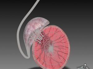 male testis Modelo 3D