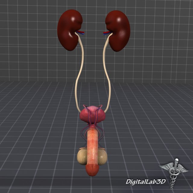 uro urinary system 3D मॉडल .c4d .max .obj .3ds .fbx .stl .blend 