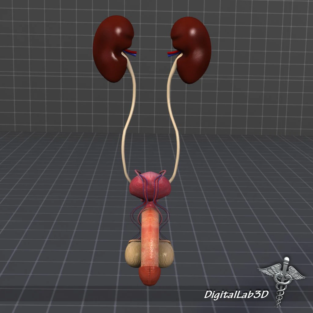 uro urinary system 3D Model .c4d .max .obj .3ds .fbx .stl .blend 