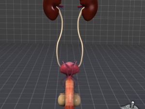uro urinary system 3D 모델