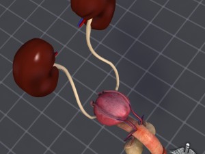 uro urinary system 3D मॉडल