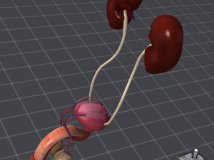 uro urinary system 3D मॉडल
