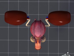 uro urinary system 3D मॉडल