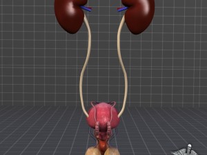 uro urinary system 3D मॉडल