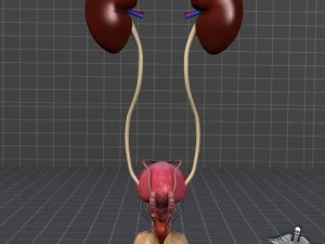 uro urinary system 3D Model