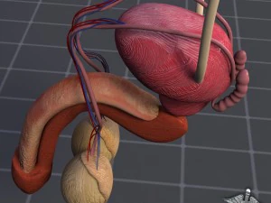 uro urinary system 3D Model