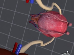 uro urinary system 3D मॉडल