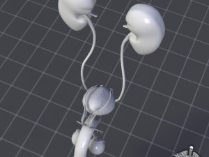 uro urinary system 3D मॉडल