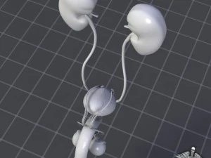 uro urinary system 3D Model
