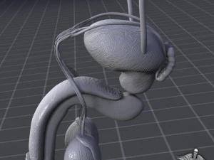 uro urinary system 3D Model