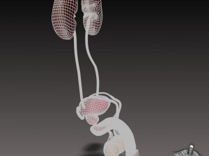 uro urinary system 3D मॉडल