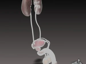 uro urinary system 3D Model