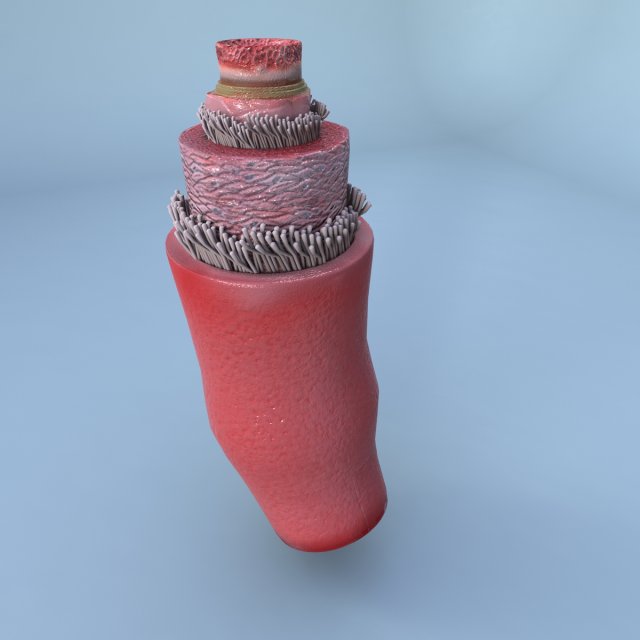 structure of a normal heart artery Model 3D .c4d .max .obj .3ds .fbx .stl .blend 