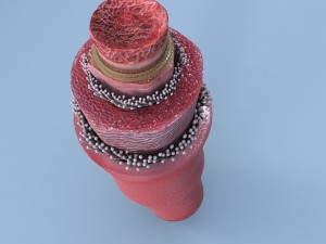 structure of a normal heart artery Model 3D