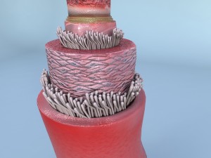 structure of a normal heart artery Model 3D