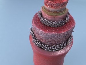 structure of a normal heart artery Model 3D