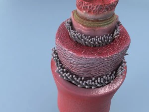 structure of a normal heart artery 3D Model