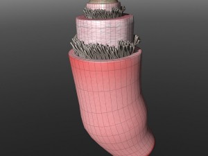 structure of a normal heart artery Model 3D