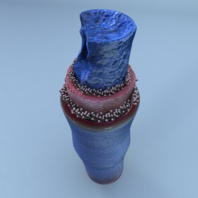 structure of a normal heart vein 3D Model .c4d .max .obj .3ds .fbx .stl .blend 