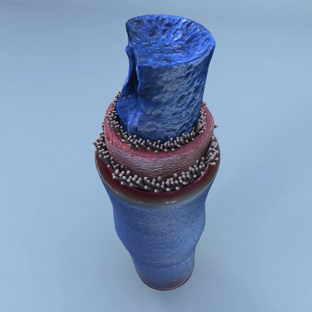 structure of a normal heart vein 3D Model .c4d .max .obj .3ds .fbx .stl .blend 
