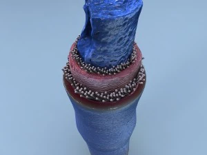 estrutura de uma veia card&iacute;aca normal Modelo 3D