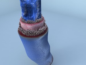 structure of a normal heart vein 3D Model