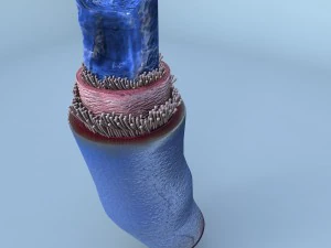 structure of a normal heart vein 3D Model