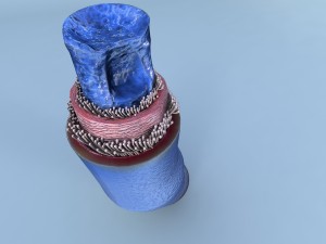 structure of a normal heart vein 3D Model