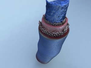 structure of a normal heart vein 3D Model