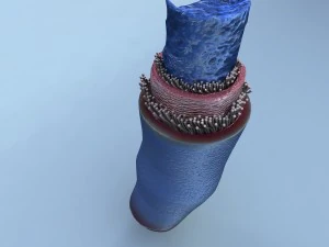structure of a normal heart vein 3D Model