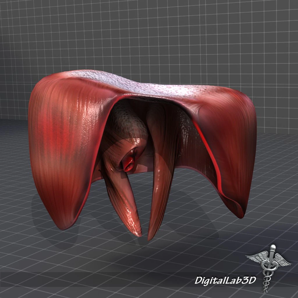 human diaphragm 3D Model .c4d .max .obj .3ds .fbx .stl .blend