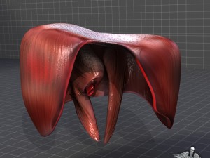 human diaphragm 3D Model
