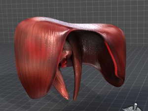 human diaphragm 3D Model