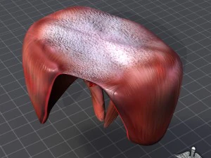 human diaphragm 3D Model
