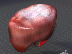 human diaphragm 3D Model