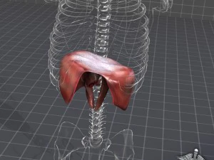 human diaphragm 3D Model