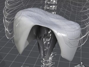 human diaphragm 3D Model