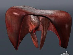 human diaphragm 3D Model