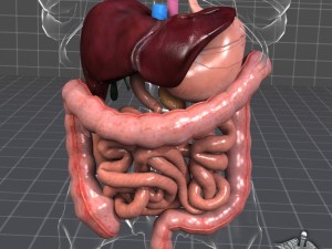 human digestive system 3D मॉडल