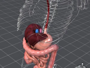 sistema digestivo umano Modello 3D