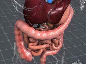 sistema digestivo umano Modello 3D
