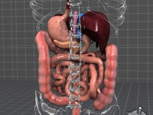 sistema digestivo umano Modello 3D